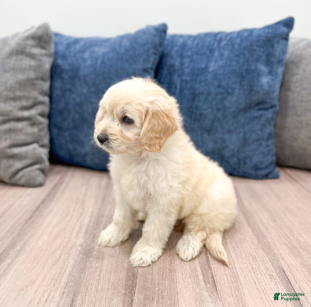 dogs for sale: Mini Goldendoodle 5 puppies - Image 21