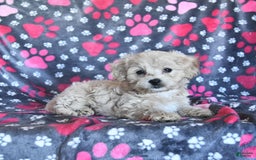 Cavapoo dogs for sale: Ace - Image 10
