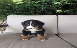 Bernese Mountain Dog dogs for sale: Leo - Image 2