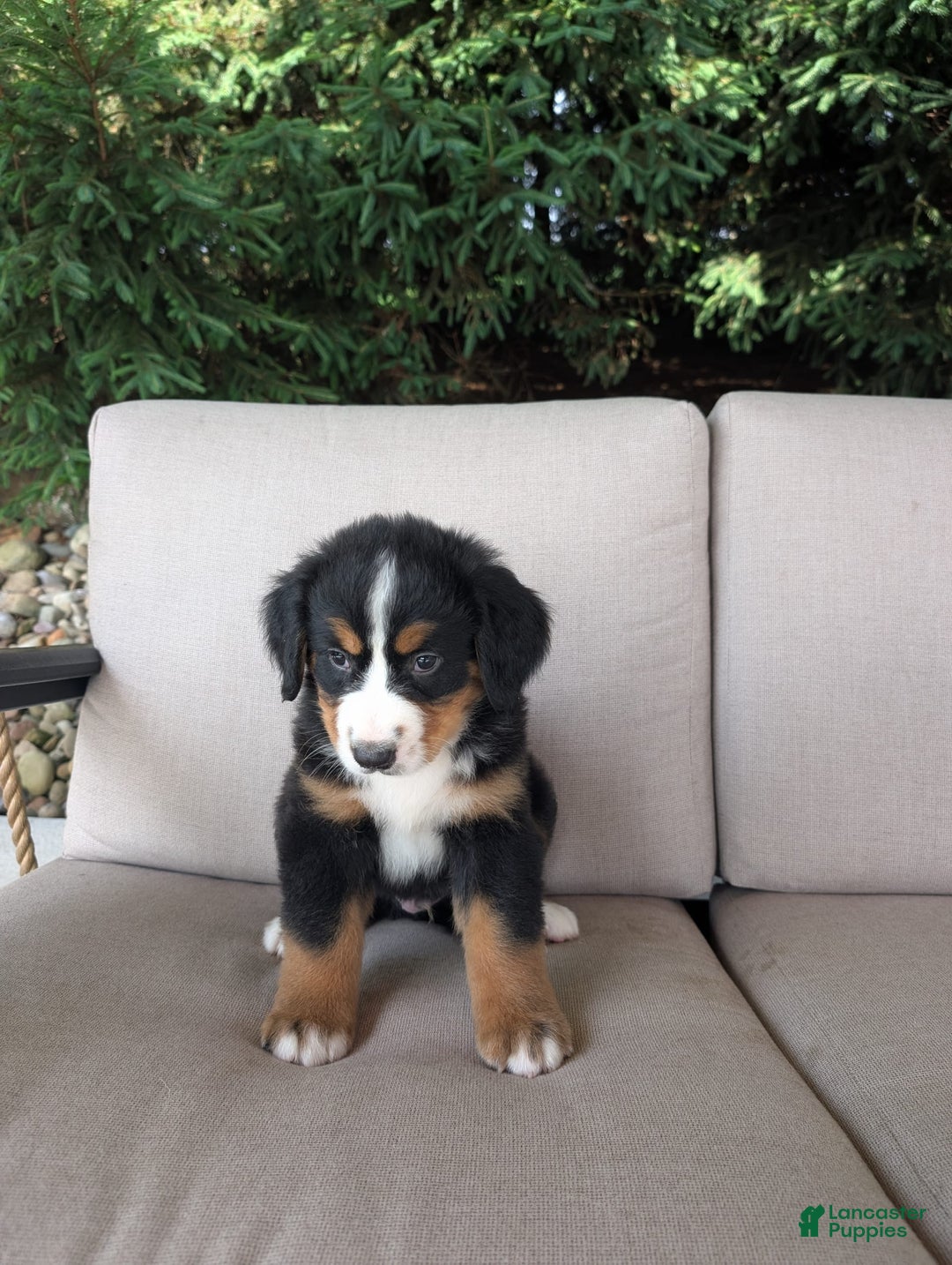 Bernese Mountain Dog dogs for sale: Leo - Image 2