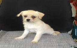 Chihuahua dogs for sale: Chip - Image 11