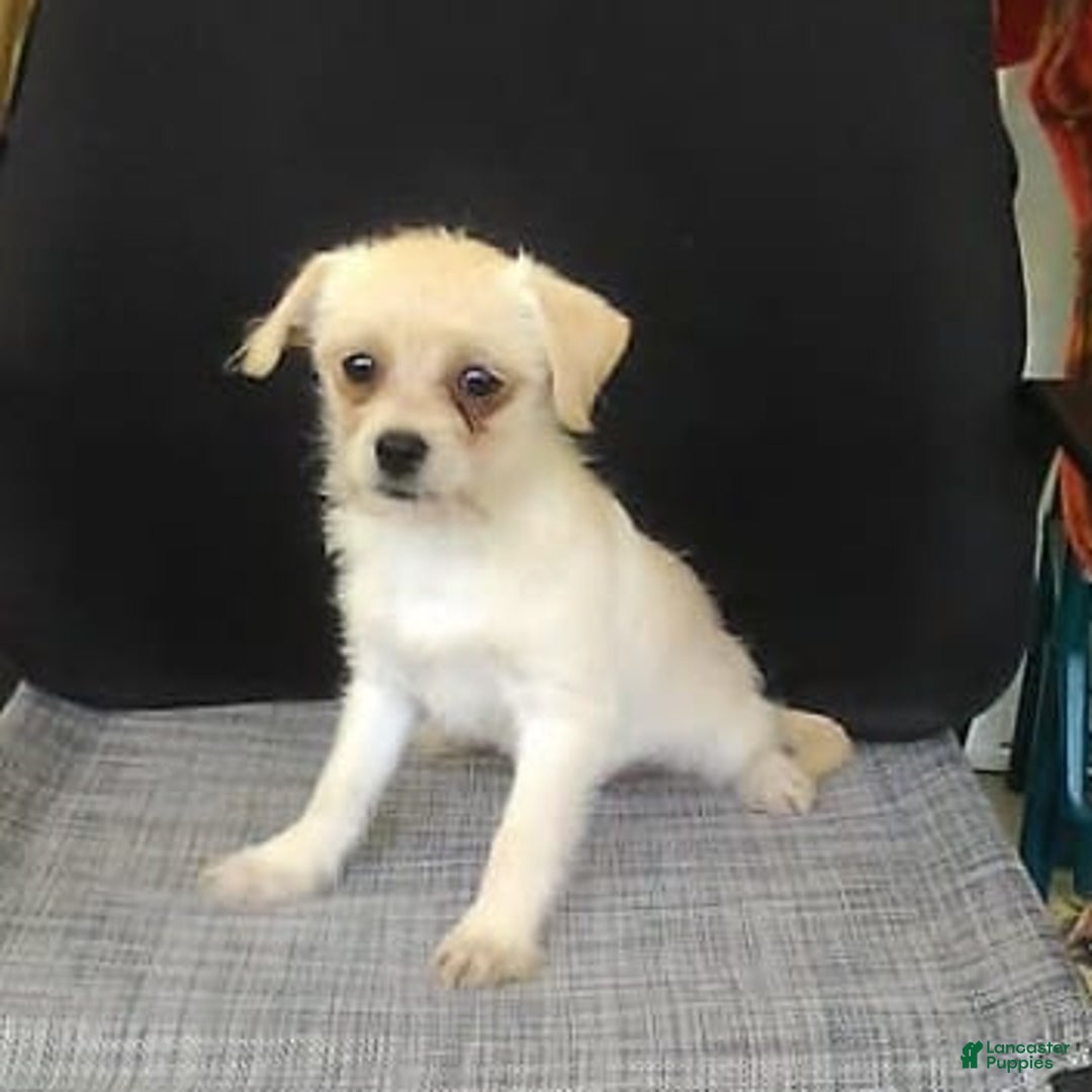Chihuahua dogs for sale: Chip - Image 11
