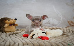 Chihuahua dogs for sale: Sophie - Image 2