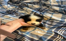 Miniature Australian Shepherd dogs for sale: Yellow - Image 2