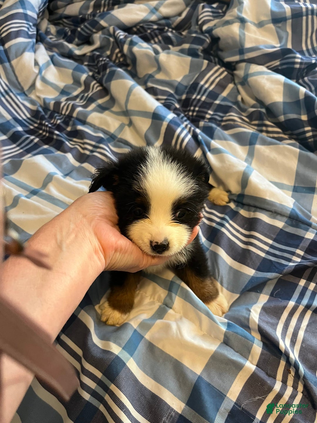 Miniature Australian Shepherd dogs for sale: Yellow - Image 2