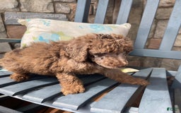 Standard Poodle dogs for sale: Ode - Image 2