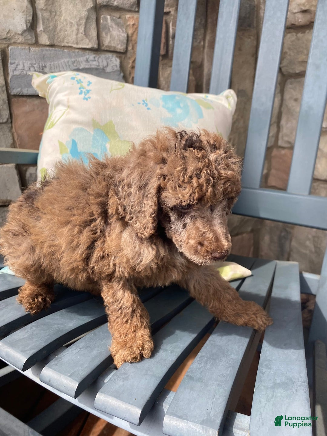 Standard Poodle dogs for sale: Ode - Image 2