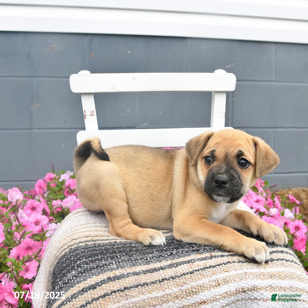 Pug dogs for sale: Poppy - Image 3