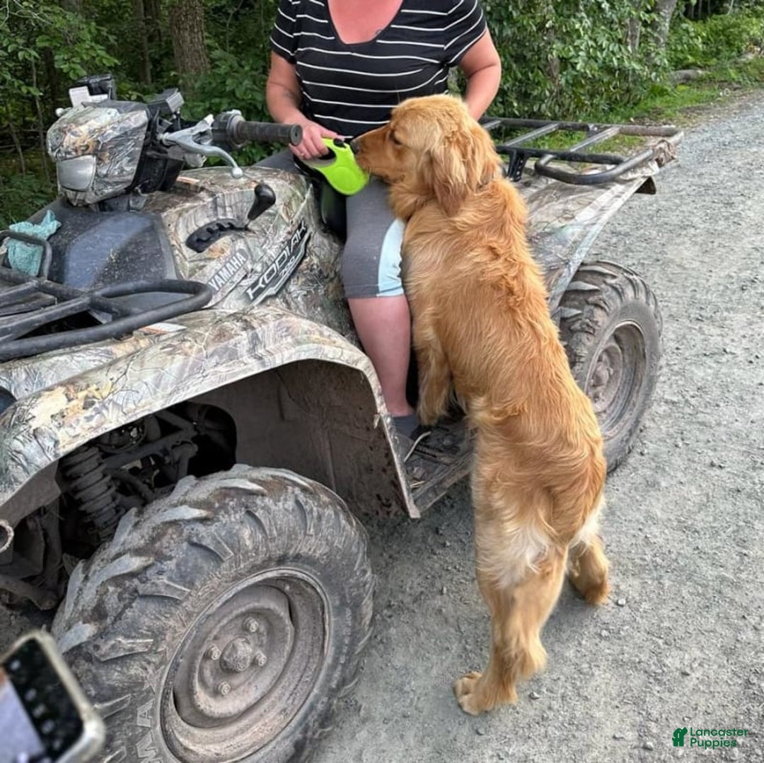 Golden Retriever dogs for sale: Lily - Image 4