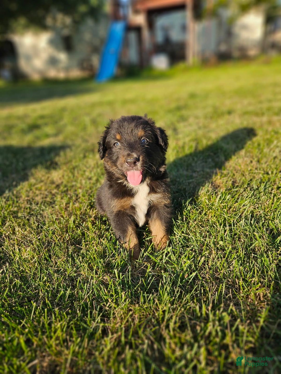 Australian Shepherd dogs for sale: Annee - Image 1