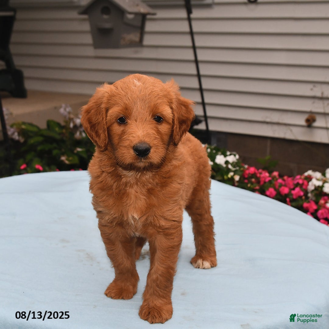 Goldador dogs for sale: Honey - Image 3