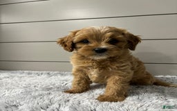 Cavapoo dogs for sale: Willow - Image 11