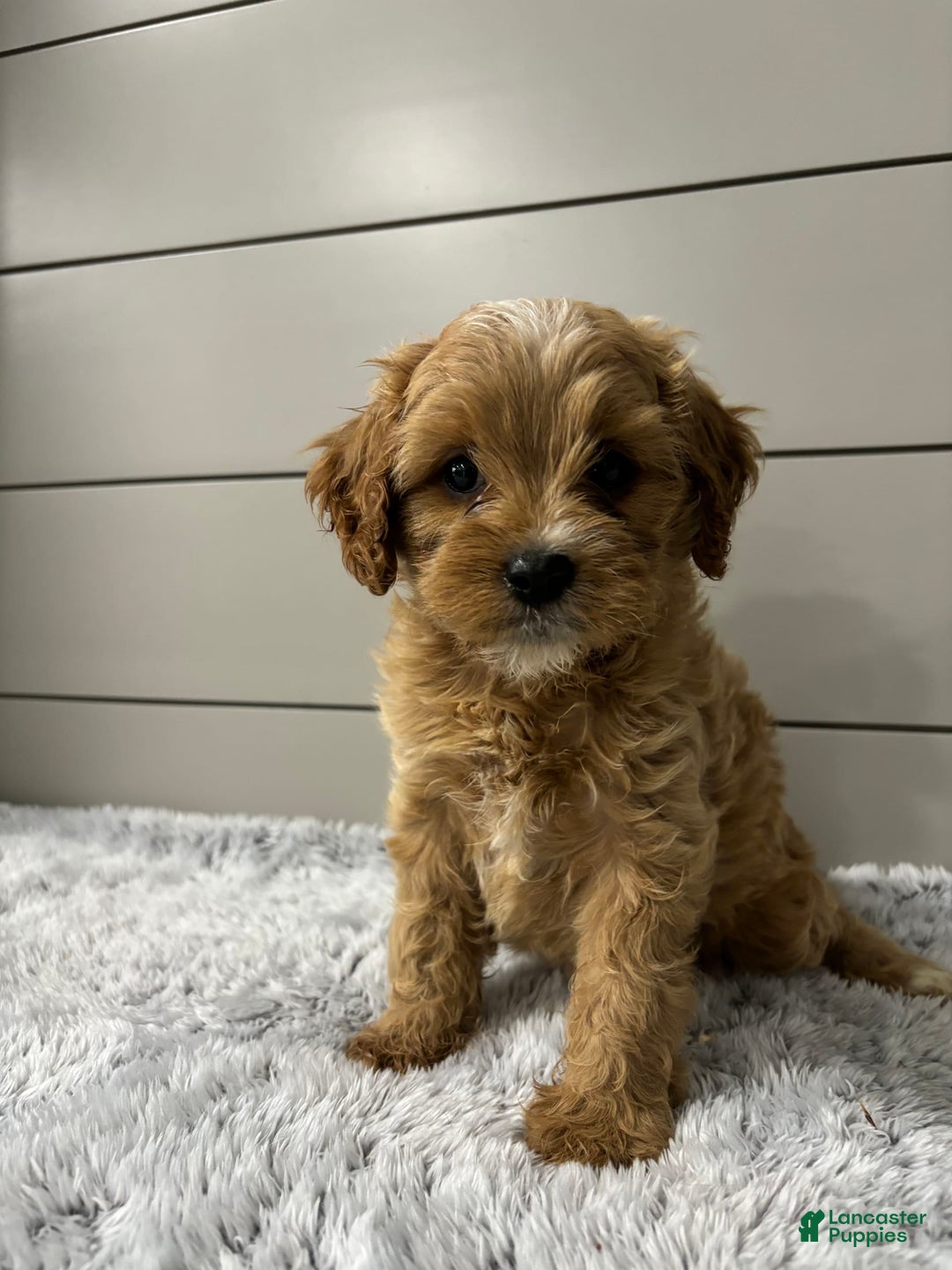 Cavapoo dogs for sale: Willow - Image 11