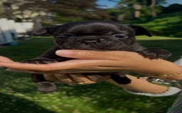 French Bulldog dogs for sale: Tootsie Roll - Image 3