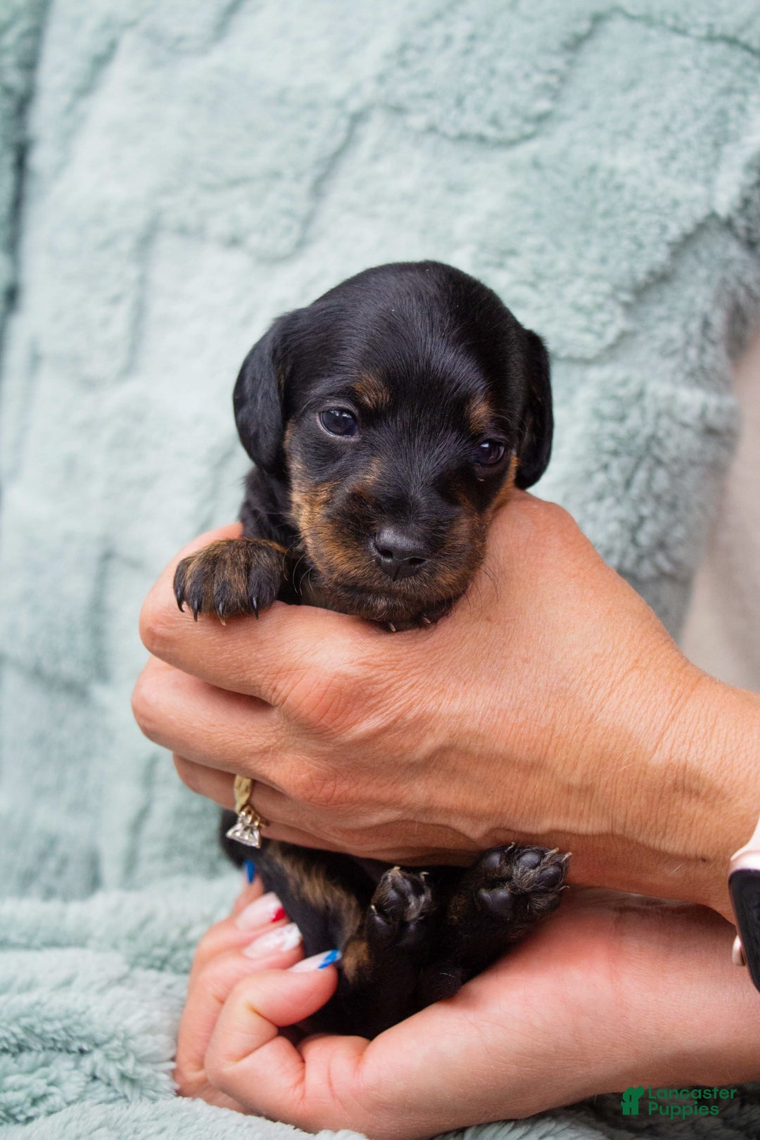 Doxiepoo dogs for sale: Bingo - Image 4