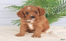 Cavapoo dogs for sale: Miracle - Image 4