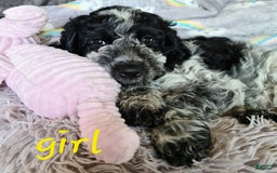 Afghan Hound dogs for sale: Afghan Hound Puppy 1 - Image 1