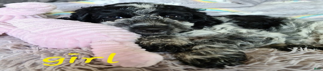 Afghan Hound Puppy 1
