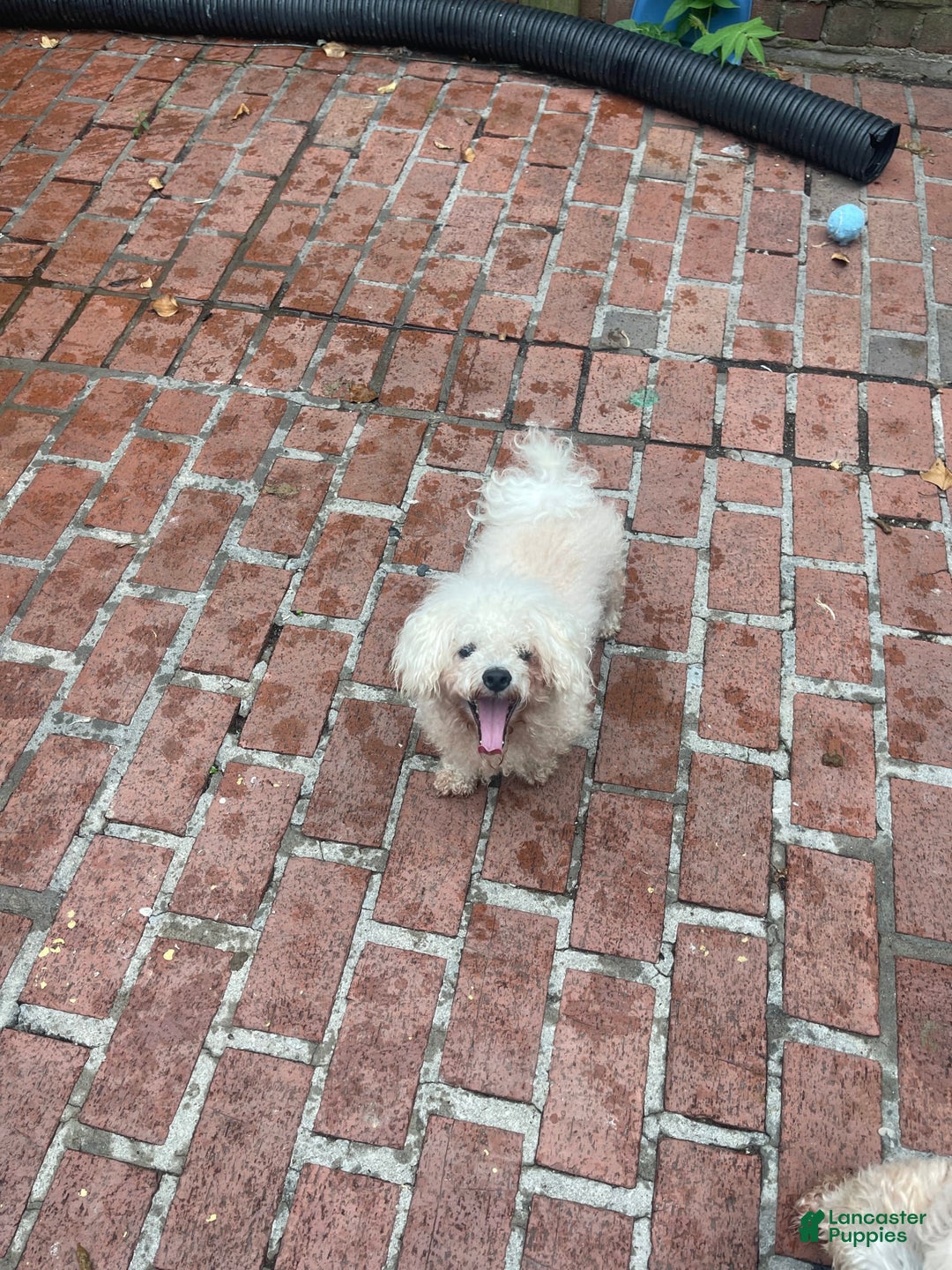 Maltese dogs for sale: No Name - Image 6
