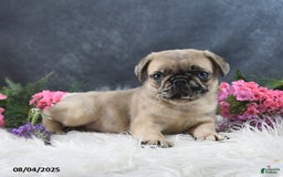 Pug dogs for sale: Spencer - Image 4