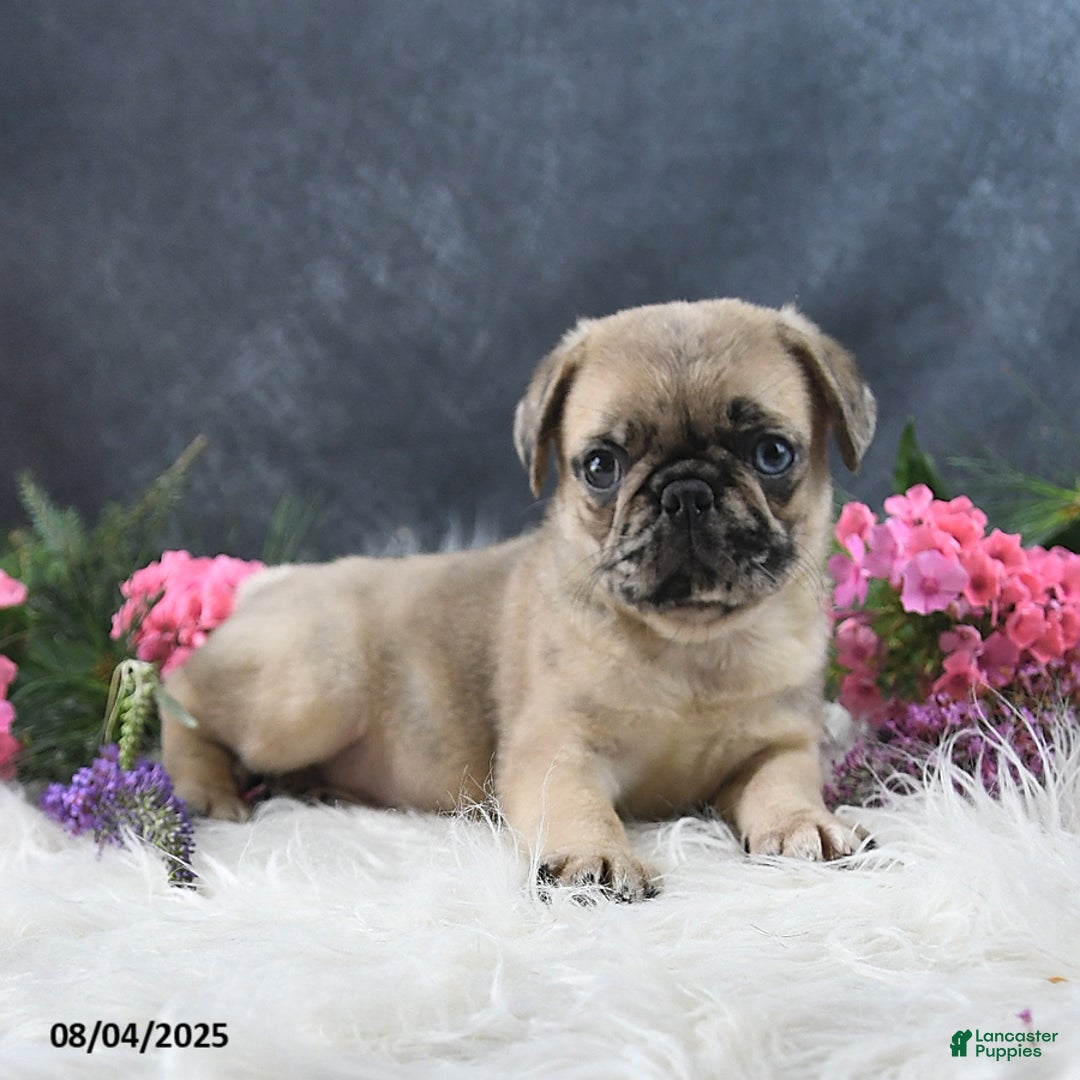 Pug dogs for sale: Spencer - Image 4