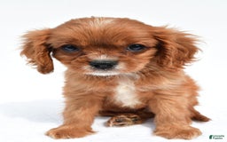 Cavalier King Charles Spaniel dogs for sale: Turbo - Image 2