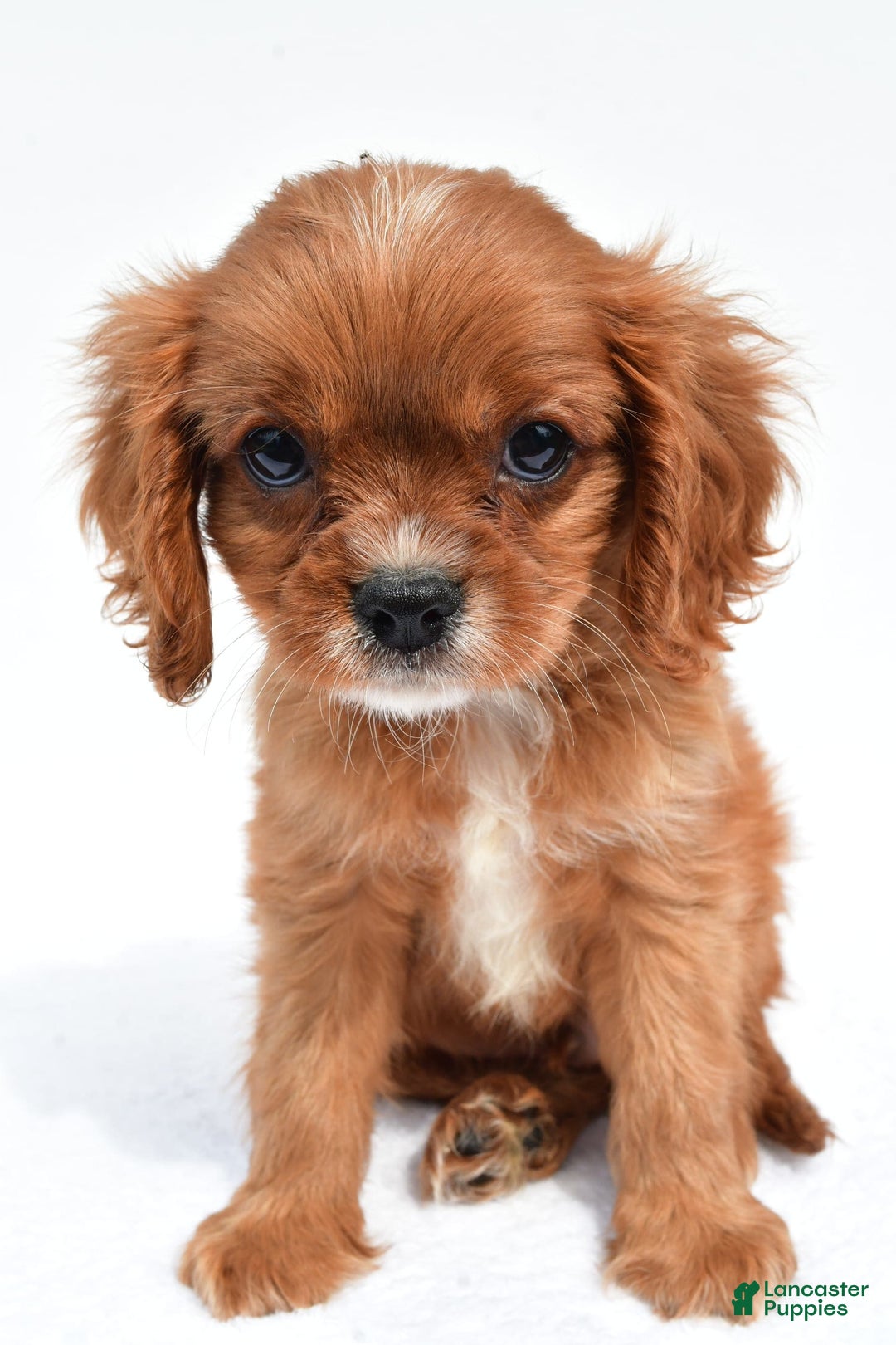 Cavalier King Charles Spaniel dogs for sale: Turbo - Image 2
