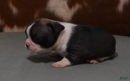French Bulldog dogs for sale: SETH BRINDLE - Image 2