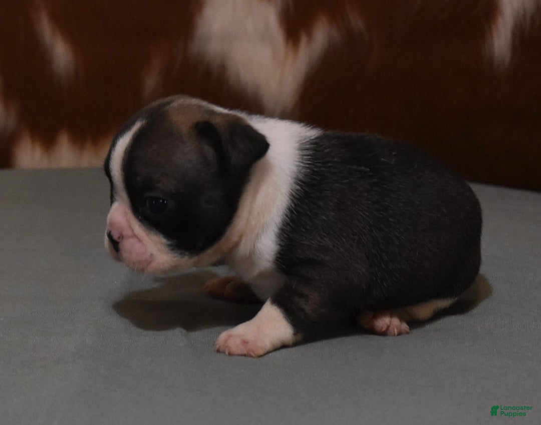 French Bulldog dogs for sale: SETH BRINDLE - Image 2