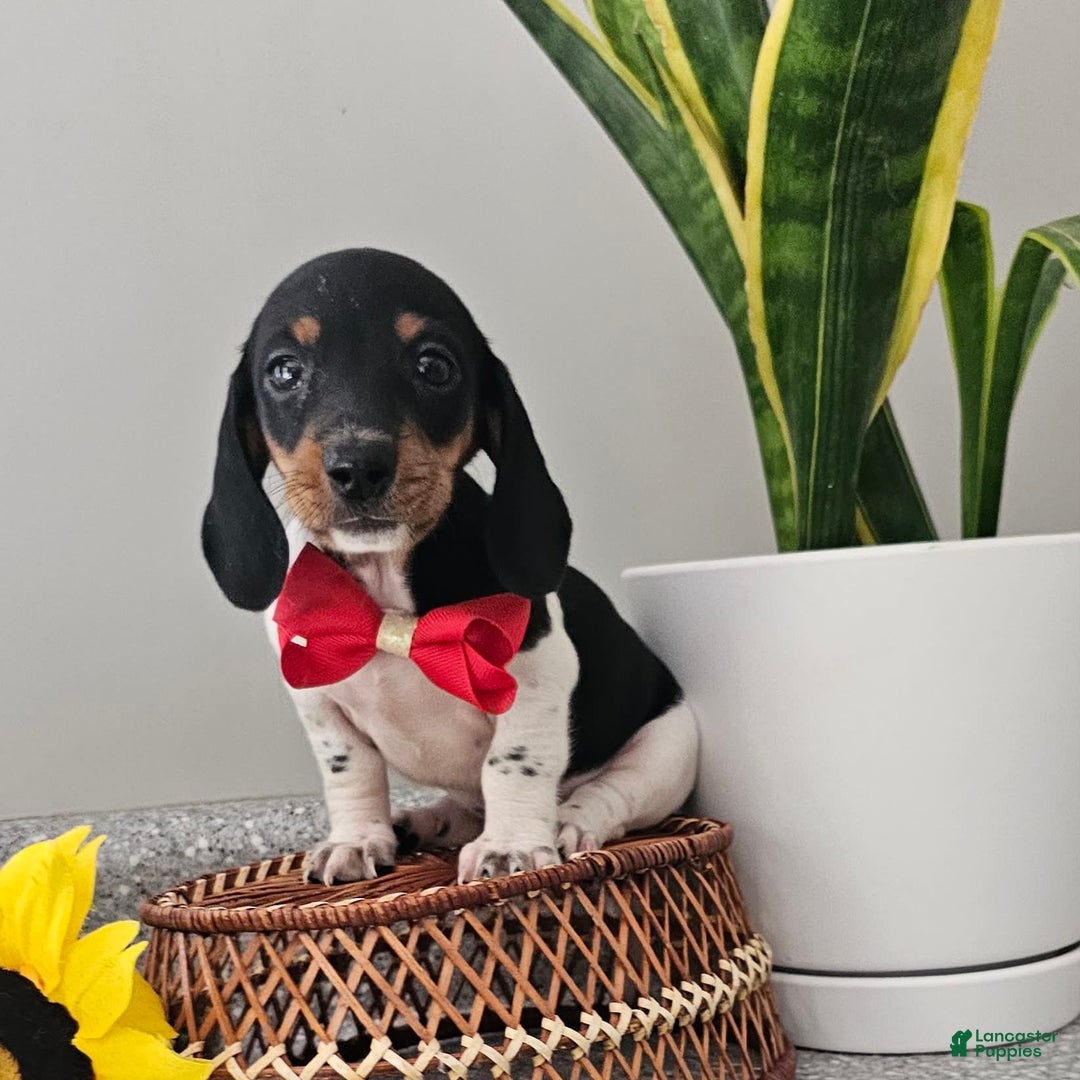 Dachshund dogs for sale: Lil Peanut - Image 18