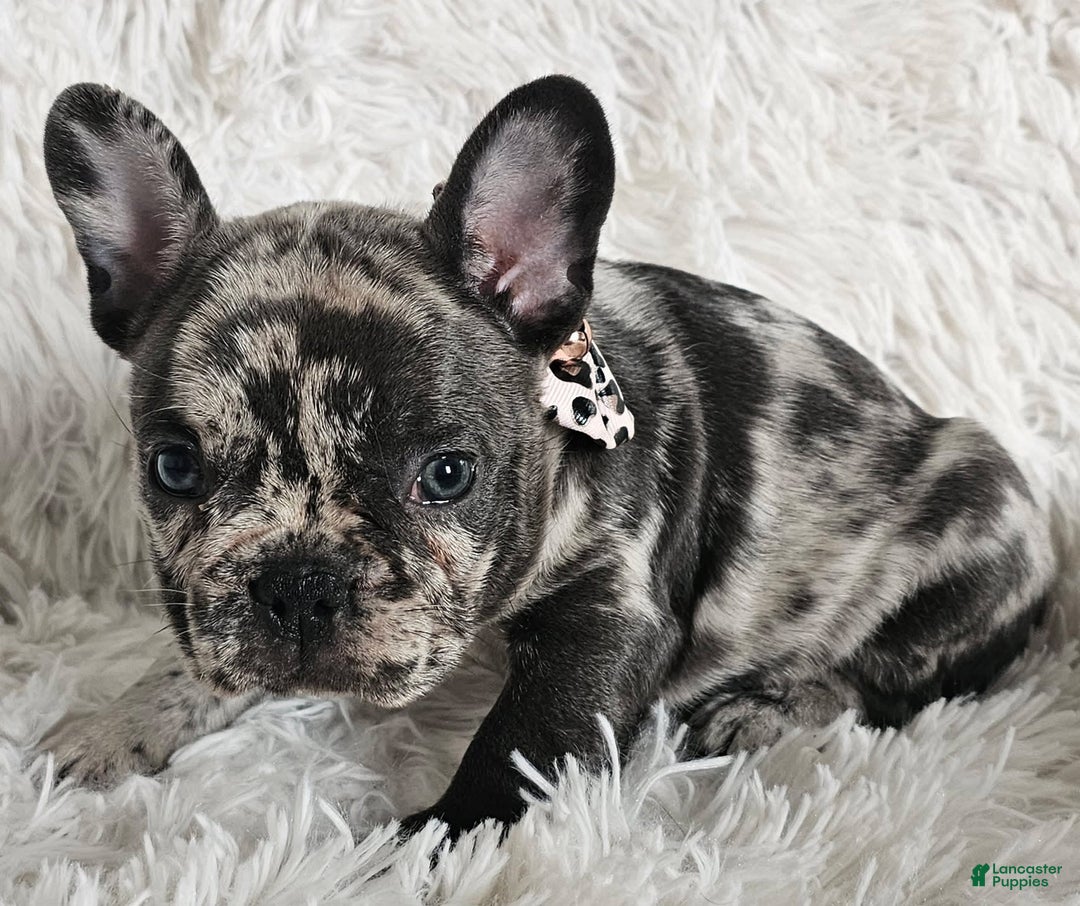 French Bulldog dogs for sale: Catalina - Image 3