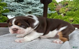 English Bulldog dogs for sale: Gisele - Image 10