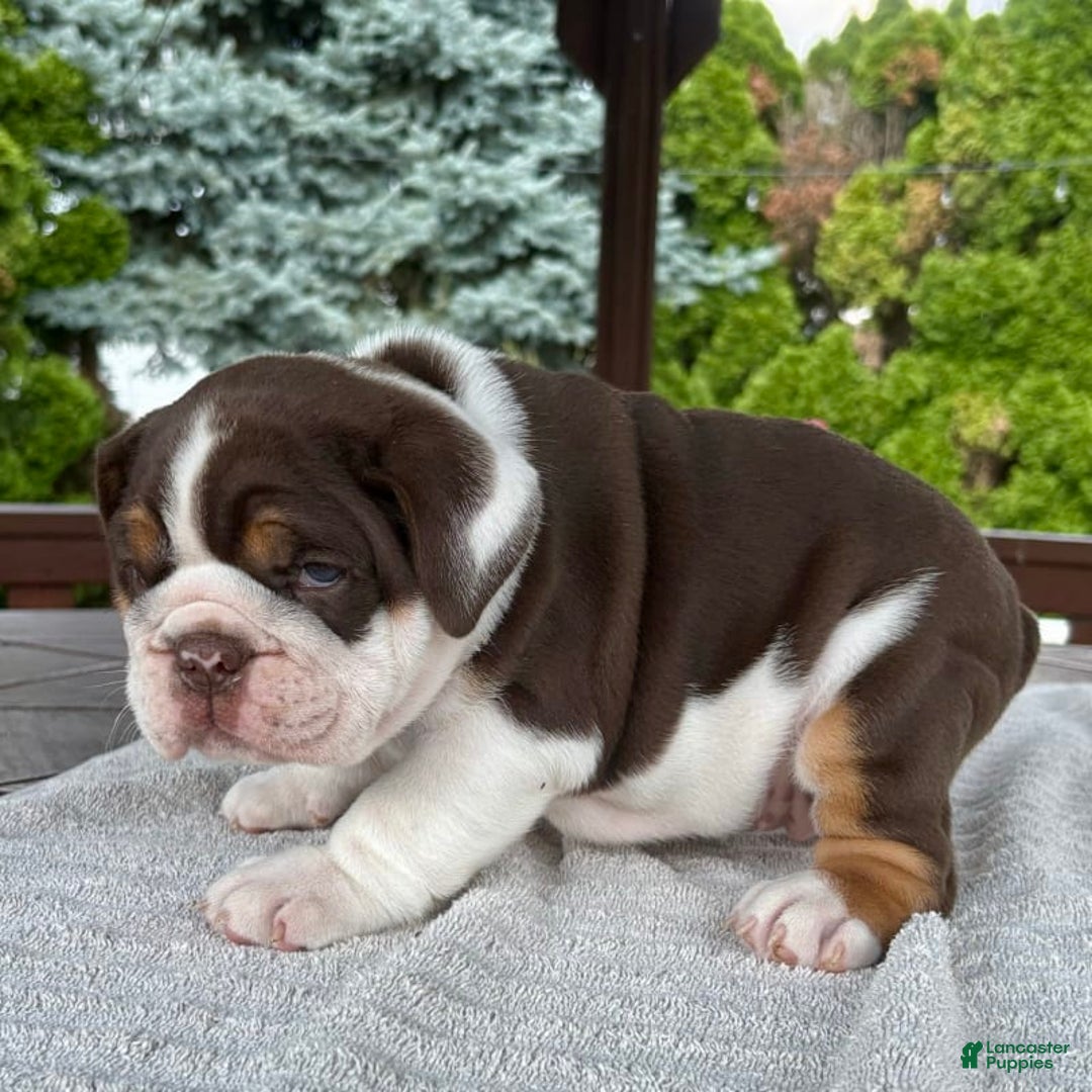 English Bulldog dogs for sale: Gisele - Image 10