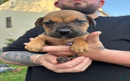 American Pit Bull Terrier dogs for sale: Rose - Image 1