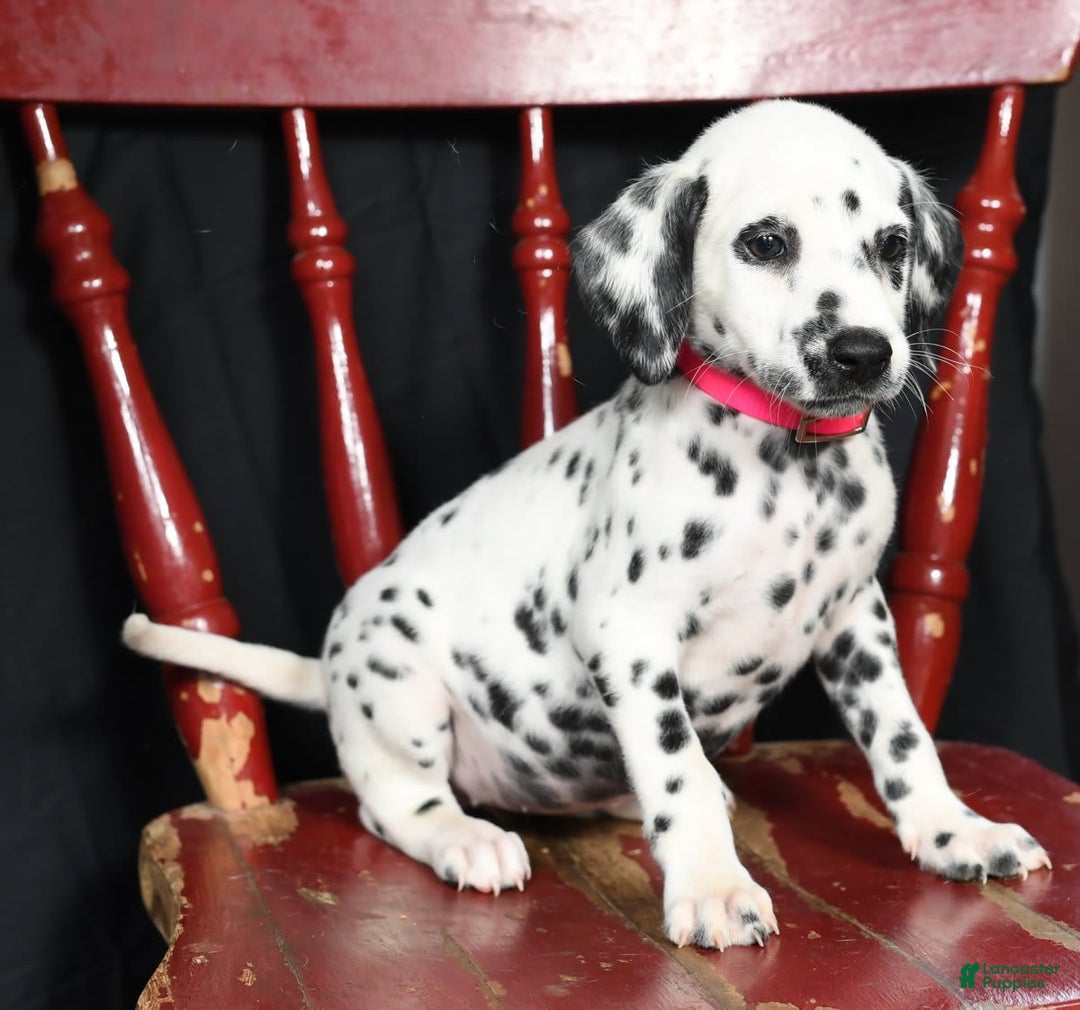Dalmatian dogs for sale: Ivy - Image 8