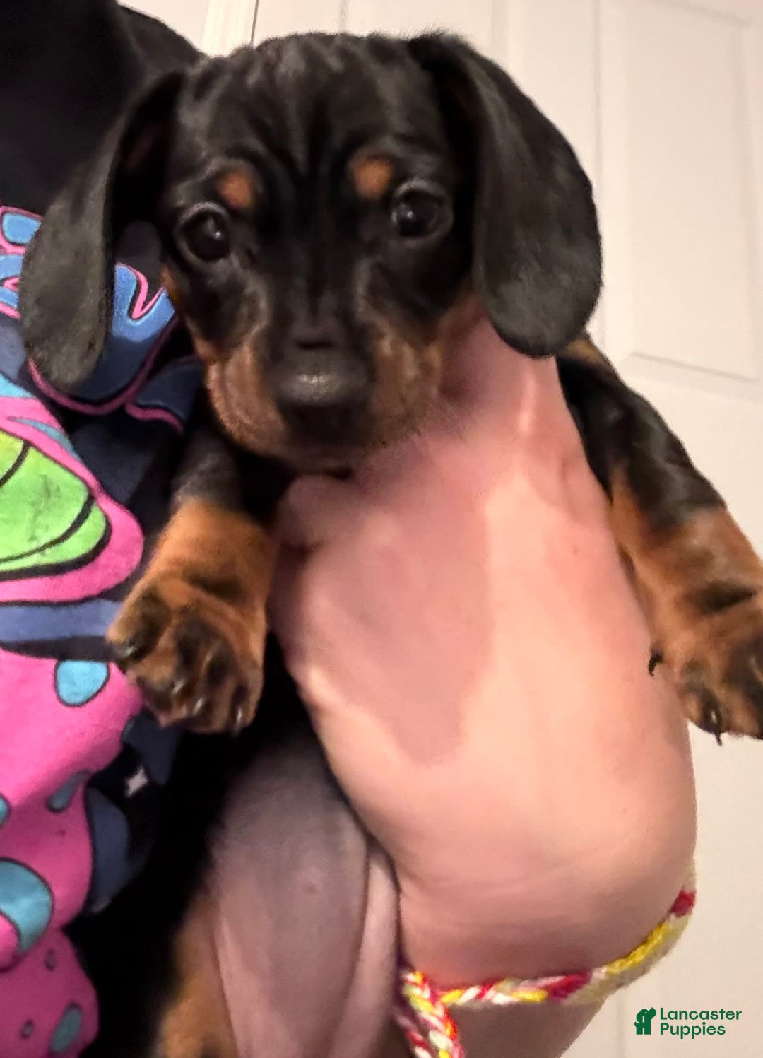Miniature Dachshund dogs for sale: Lucy - Image 7