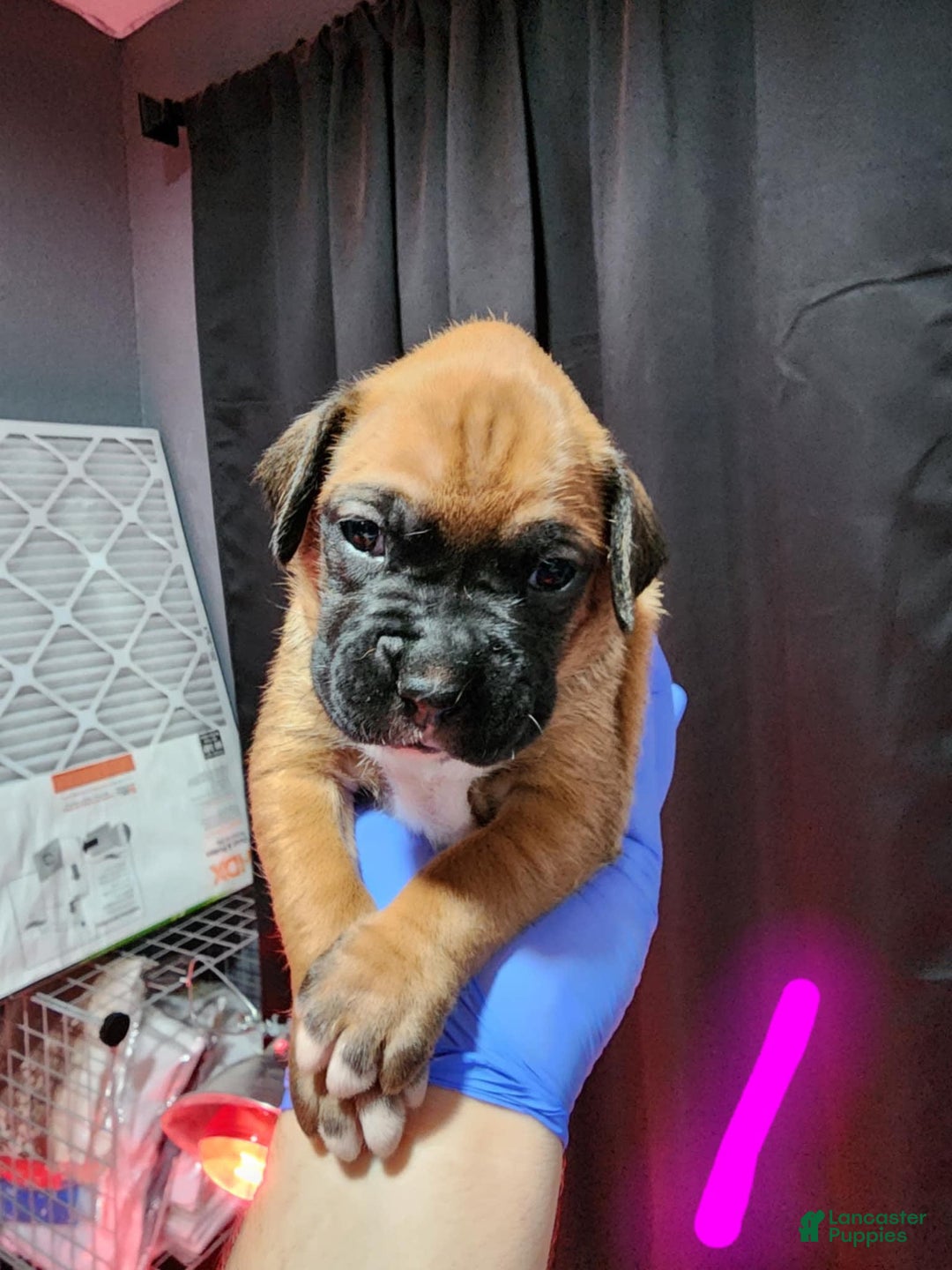 Boxer dogs for sale: Puppy Number 3 - Image 1