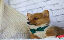 Welsh Corgi Pembroke dogs for sale: Garrett - Image 10