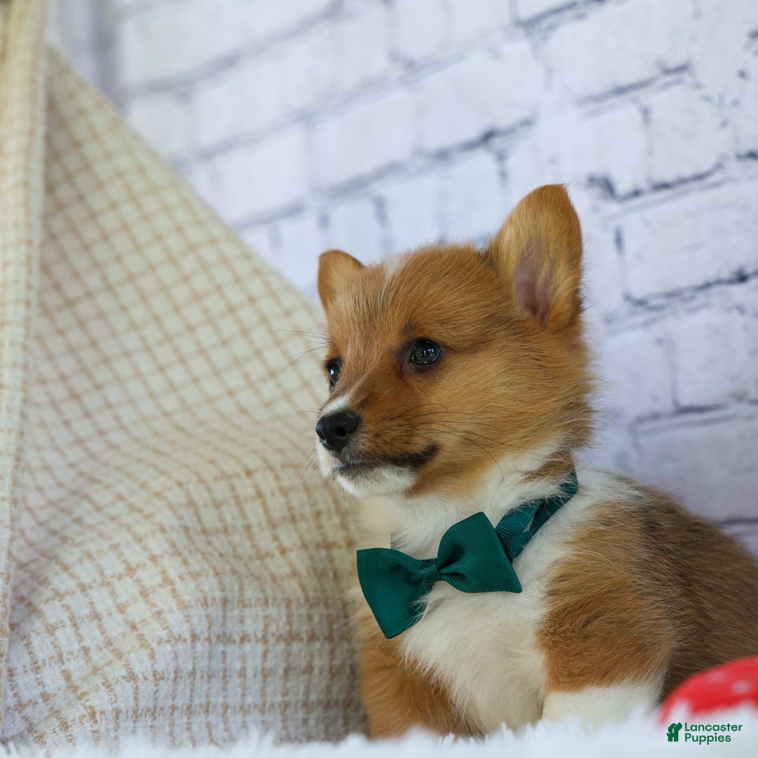 Welsh Corgi Pembroke dogs for sale: Garrett - Image 10