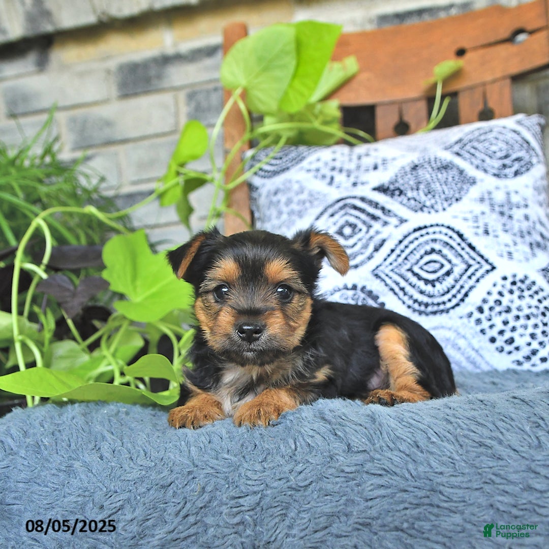 Yorkshire Terrier dogs for sale: Remi - Image 3