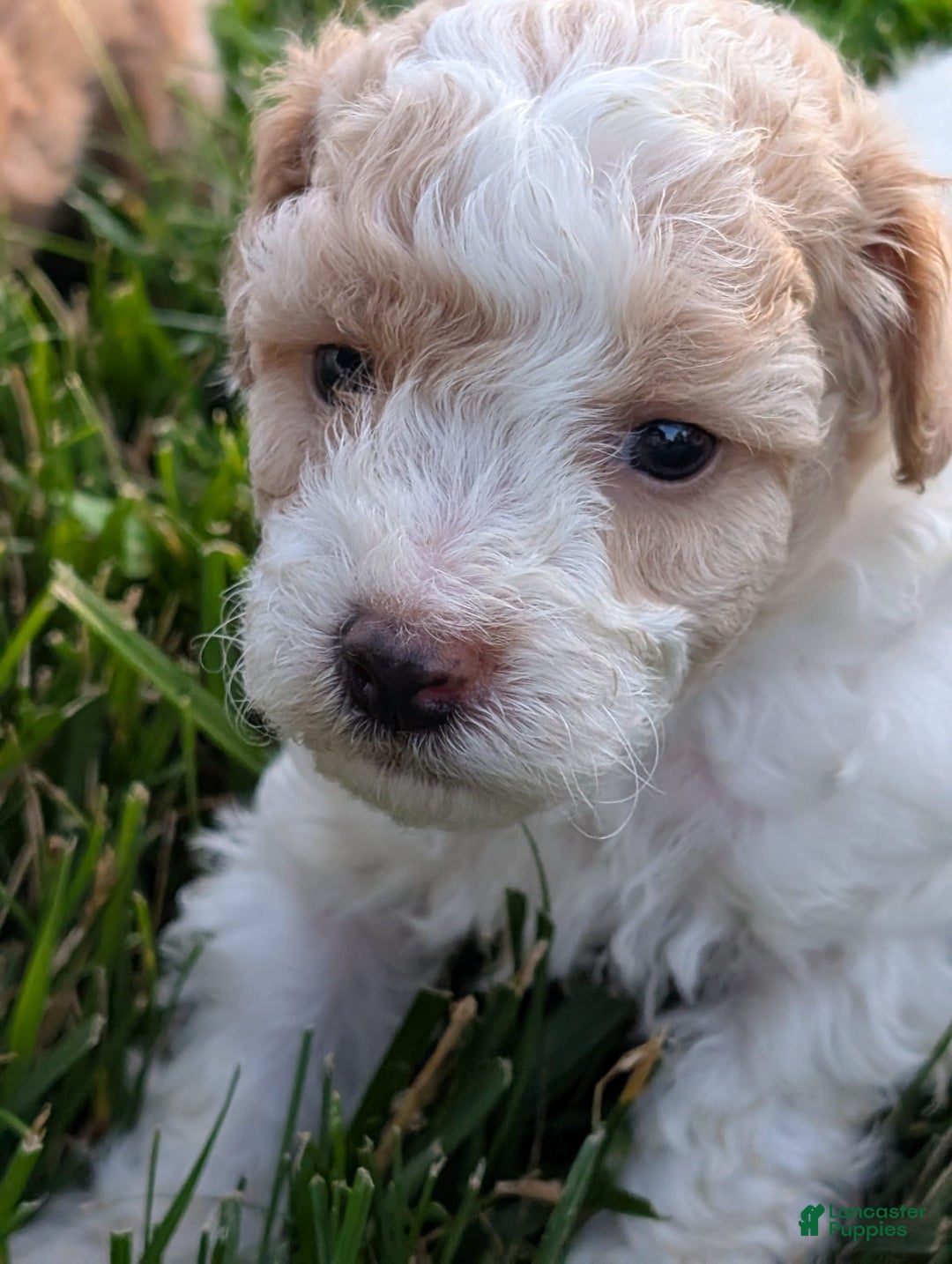 Bichpoo dogs for sale: Piper - Image 4