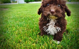 Havapoo dogs for sale: Bliss - Image 8