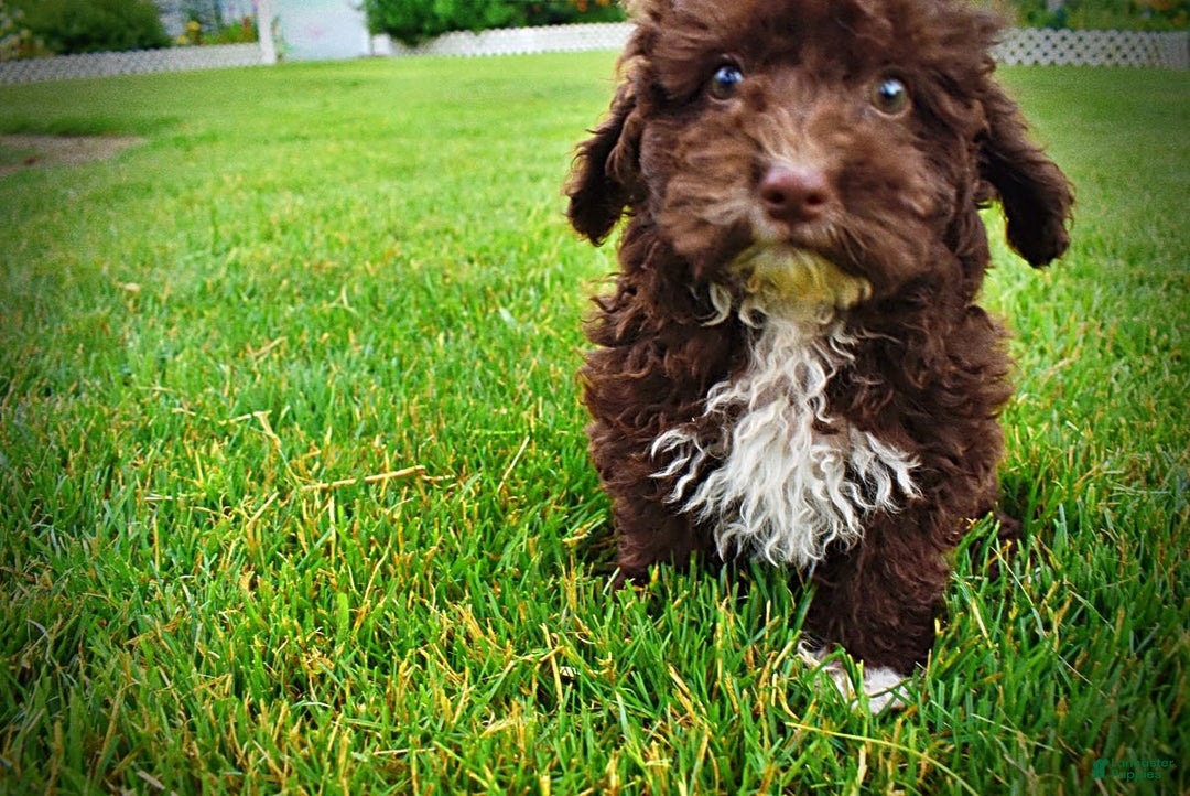 Havapoo dogs for sale: Bliss - Image 8