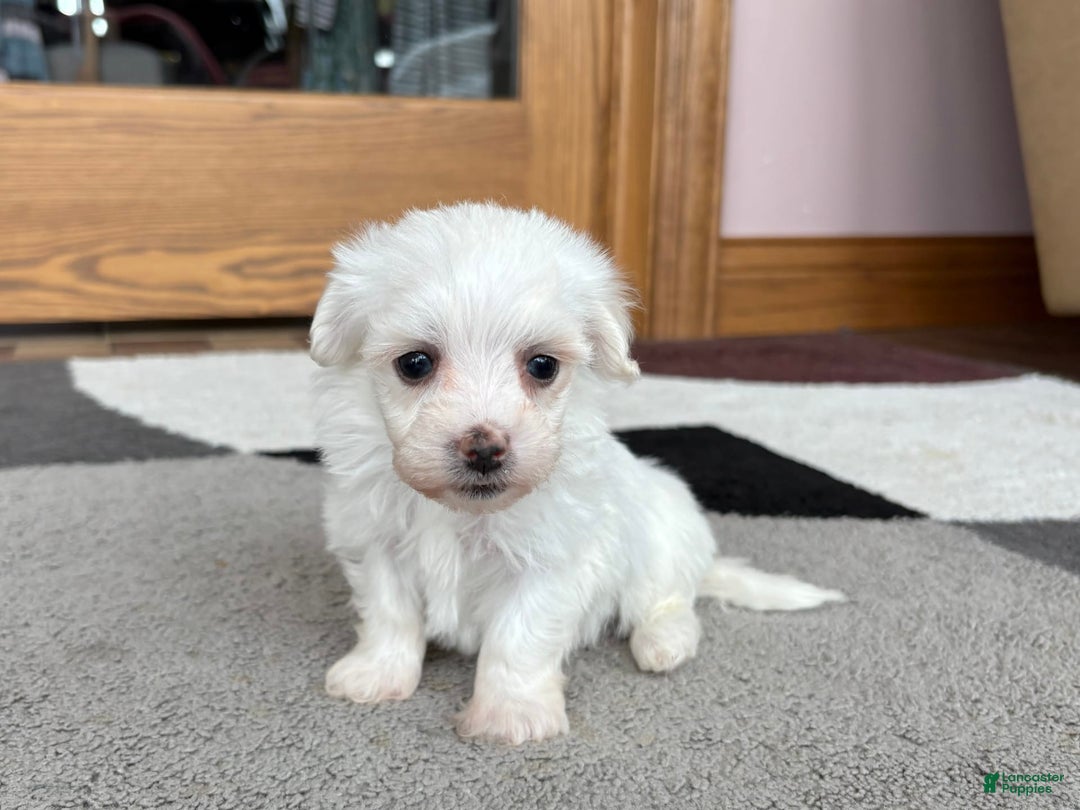 Coton De Tulear dogs for sale: TJ - Image 8