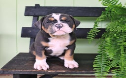 Olde English Bulldogge dogs for sale: Candy - Image 5
