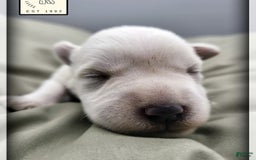 Miniature Schnauzer dogs for sale: Herbert - Image 11