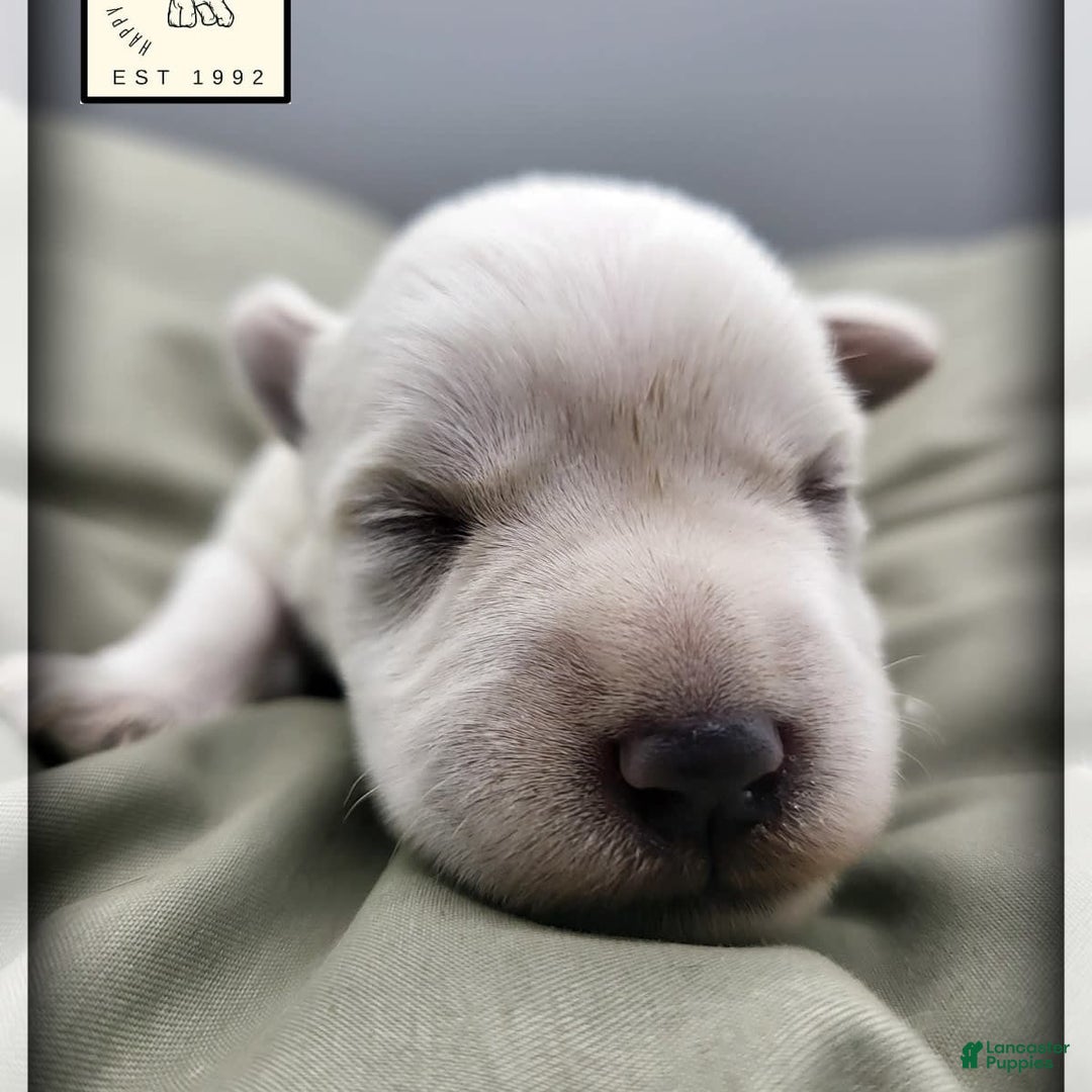Miniature Schnauzer dogs for sale: Herbert - Image 11