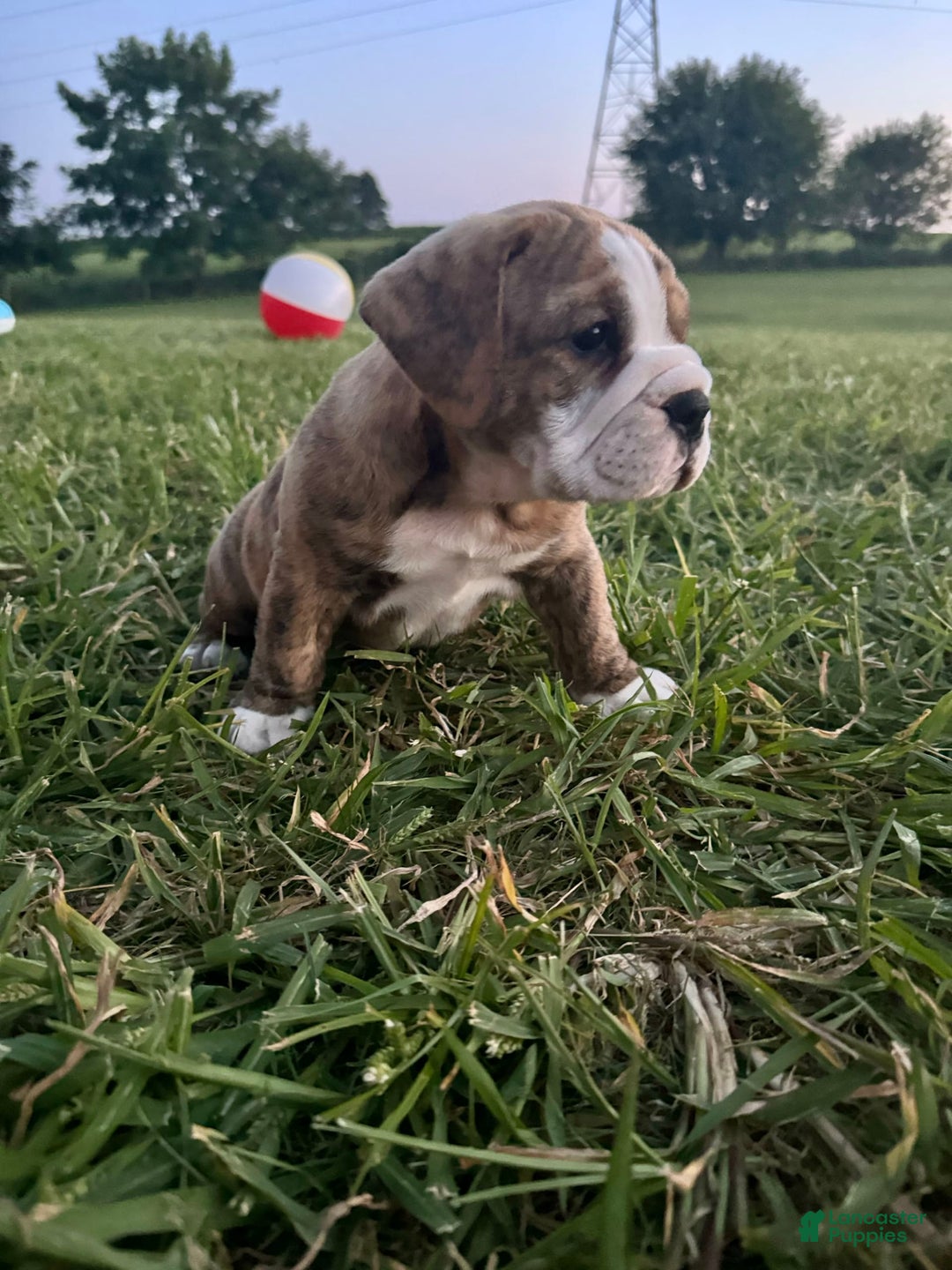 English Bulldog dogs for sale: Desial - Image 4