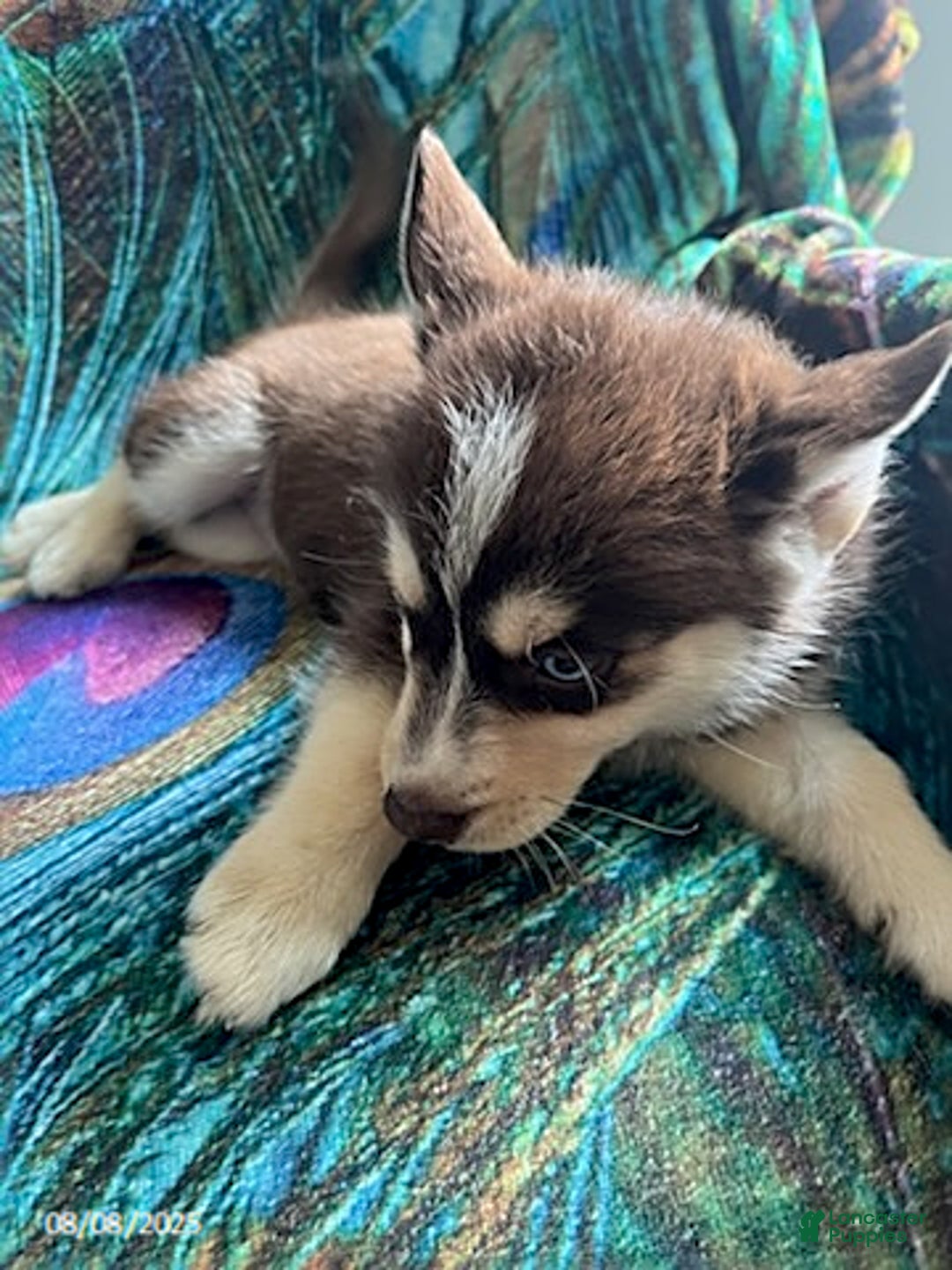Pomsky dogs for sale: Rover - Image 3