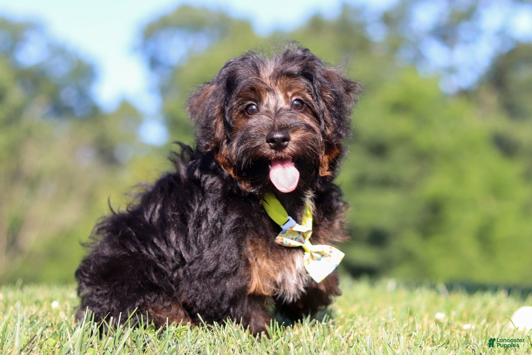 Yorkiepoo dogs for sale: Henry - Image 2